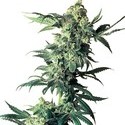 Northern Lights (Sensi Seeds) Tavallinen