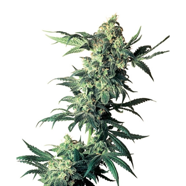 Northern Lights (Sensi Seeds) Tavallinen