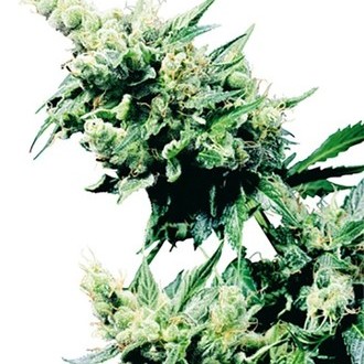 Hash Plant (Sensi Seeds) tavallinen