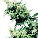 Hash Plant (Sensi Seeds) tavallinen