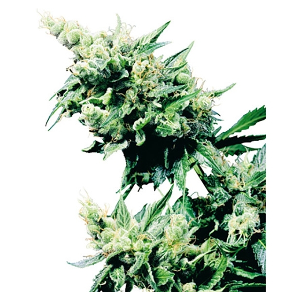 Hash Plant (Sensi Seeds) tavallinen