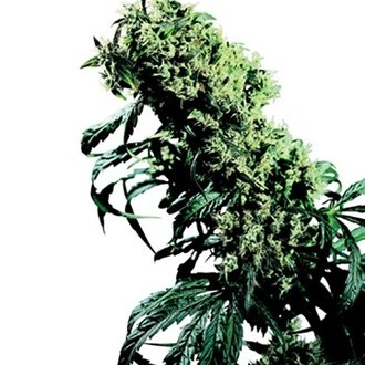 Northern Lights 5 x Haze (Sensi Seeds) tavallinen