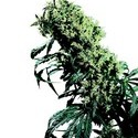 Northern Lights 5 x Haze (Sensi Seeds) tavallinen