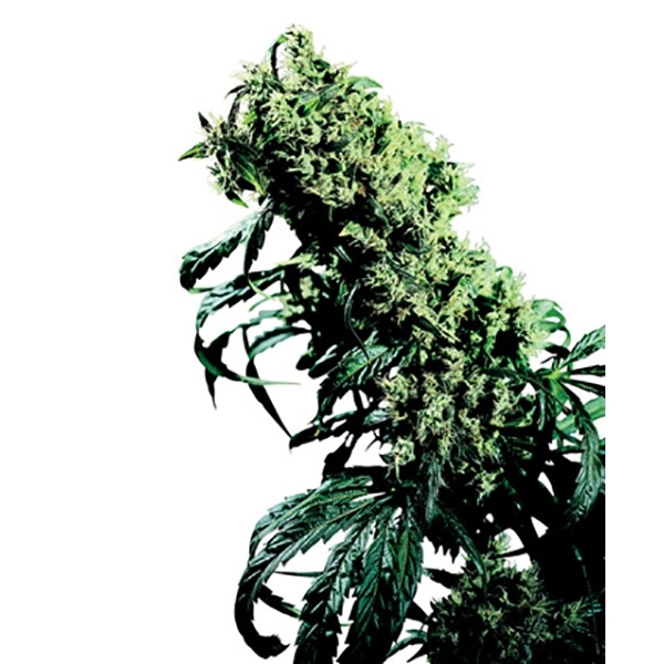 Northern Lights 5 x Haze (Sensi Seeds) tavallinen