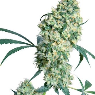 Ed Rosenthal Super Bud (Sensi Seeds) tavallinen