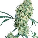 Ed Rosenthal Super Bud (Sensi Seeds) tavallinen