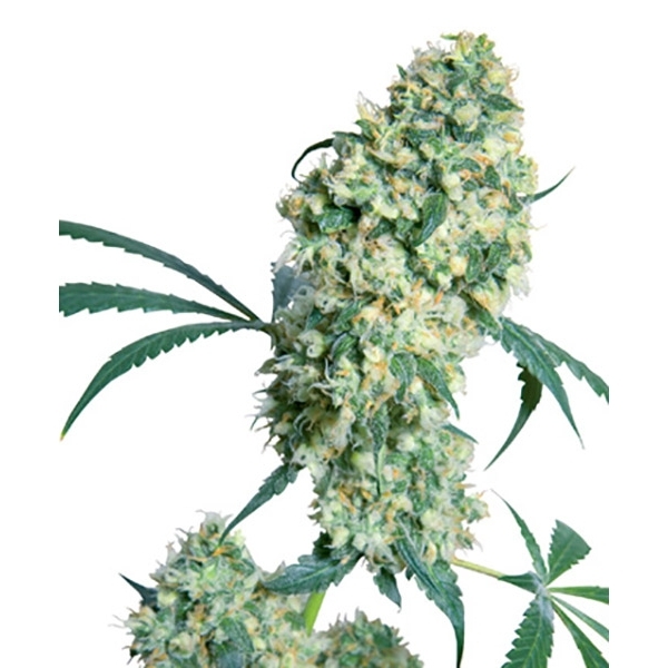 Ed Rosenthal Super Bud (Sensi Seeds) tavallinen