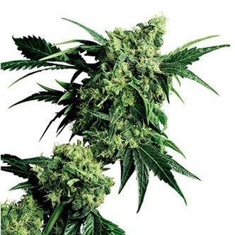Mr. Nice G13 x Hash Plant (Sensi Seeds) tavallinen