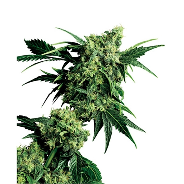 Mr. Nice G13 x Hash Plant (Sensi Seeds) tavallinen