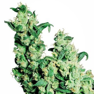 Jack Herer (Sensi Seeds) tavallinen