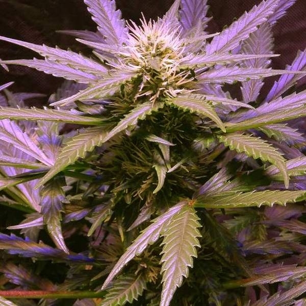Lemon OG Haze (Nirvana) Feminisoidut