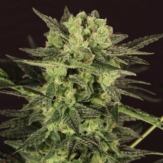 AUTO MK-Ultra&reg; Kush (T.H.Seeds) Feminisoidut