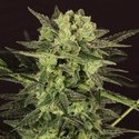 AUTO MK-Ultra® Kush (T.H.Seeds) Feminisoidut