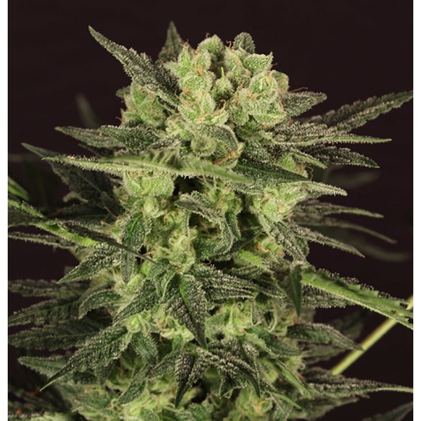 AUTO MK-Ultra® Kush (T.H.Seeds) Feminisoidut