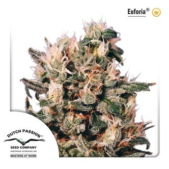 Euforia (Dutch Passion) feminisoidut