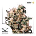 Euforia (Dutch Passion) Feminisoidut