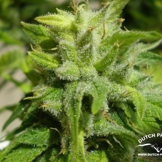 Euforia (Dutch Passion) Feminisoidut