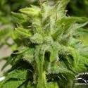 Euforia (Dutch Passion) Feminisoidut