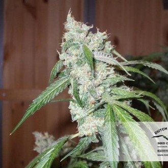 Euforia (Dutch Passion) Feminisoidut