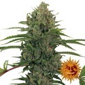 Critical Kush Auto (Barney's Farm) Feminisoidut