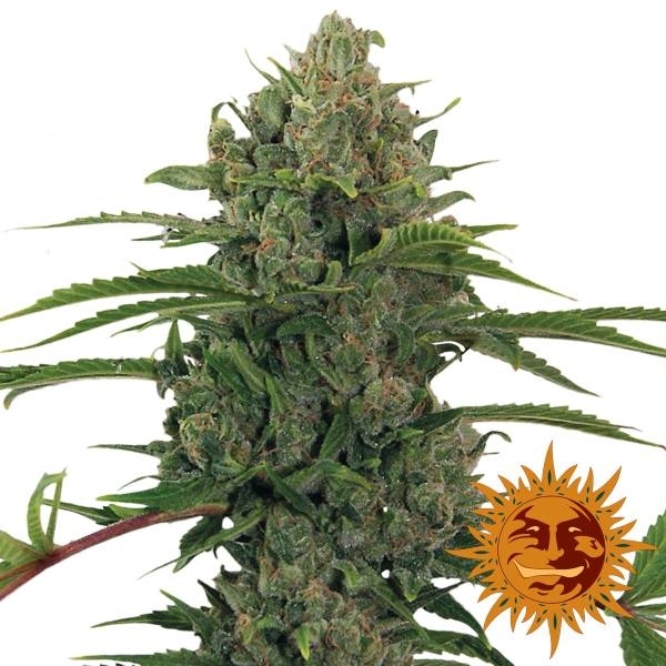 Critical Kush Auto (Barney's Farm) Feminisoidut