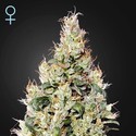 Exodus Cheese Auto CBD (Greenhouse Seeds) Feminisoidut