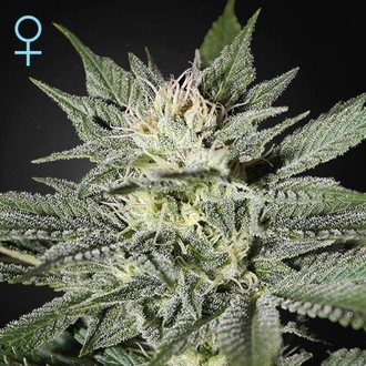 King's Kush CBD (Greenhouse Seeds) Feminisoidut