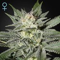 King's Kush CBD (Greenhouse Seeds) Feminisoidut