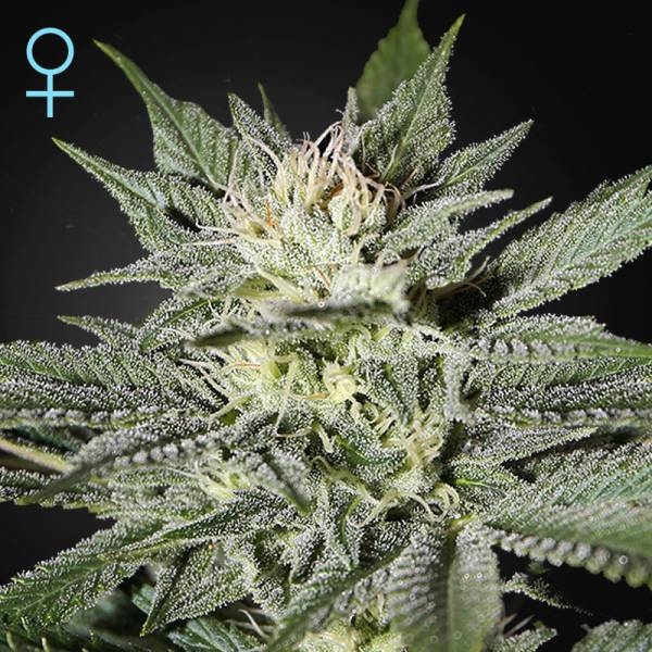 King's Kush CBD (Greenhouse Seeds) Feminisoidut