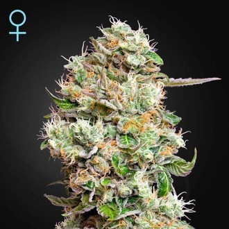 King's Kush Autoflower CBD (Greenhouse Seeds) Feminisoidut