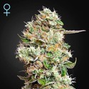 King's Kush Autoflower CBD (Greenhouse Seeds) Feminisoidut