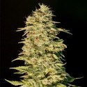 OG Lemon Bilbo (Genehtik Seeds) Feminisoidut