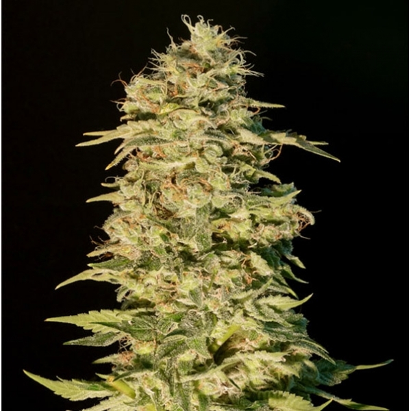 OG Lemon Bilbo (Genehtik Seeds) Feminisoidut