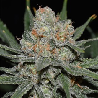 Nevil Bilbo Auto (Genehtik Seeds) feminisoidut kannabiksen siemenet
