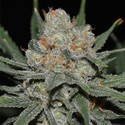 Nevil Bilbo Auto (Genehtik Seeds) Feminisoidut