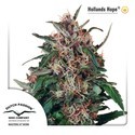 Hollands Hope (Dutch Passion) Feminisoidut