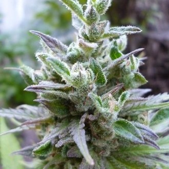 Hollands Hope (Dutch Passion) Feminisoidut