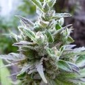 Hollands Hope (Dutch Passion) Feminisoidut