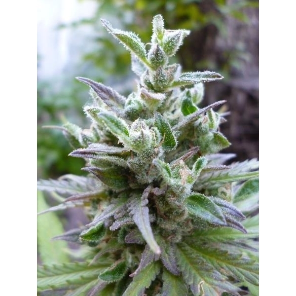 Hollands Hope (Dutch Passion) Feminisoidut