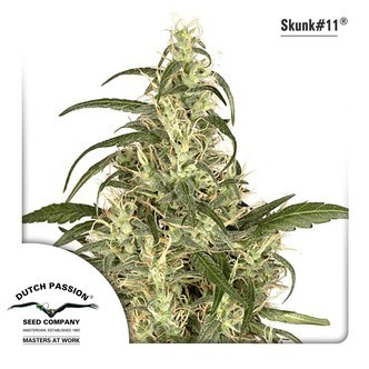 Skunk 11 (Dutch Passion) feminisoidut kannabiksen siemenet