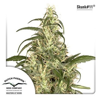Skunk 11 (Dutch Passion) Feminisoidut