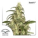 Skunk 11 (Dutch Passion) Feminisoidut
