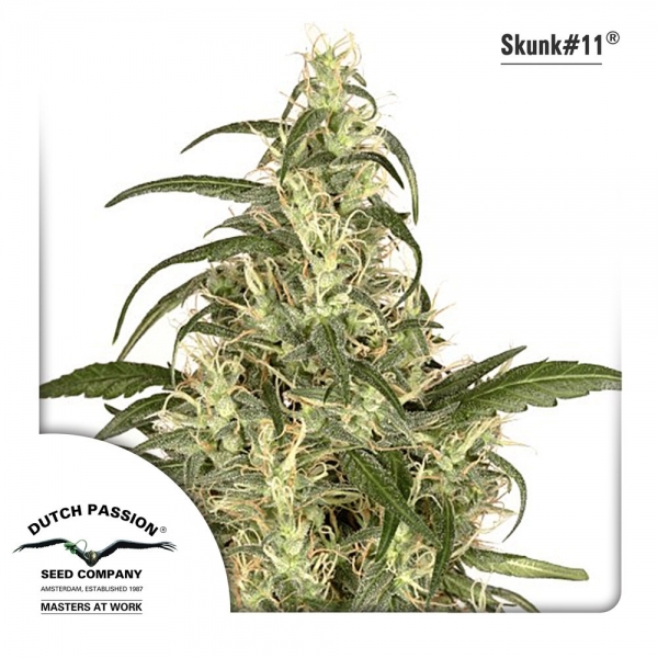Skunk 11 (Dutch Passion) Feminisoidut