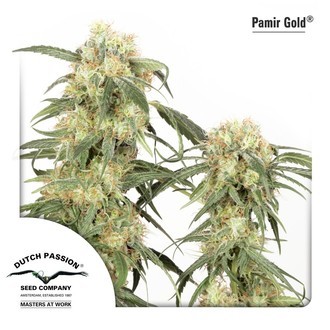 Pamir Gold (Dutch Passion) Feminisoidut