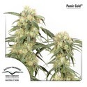 Pamir Gold (Dutch Passion) Feminisoidut