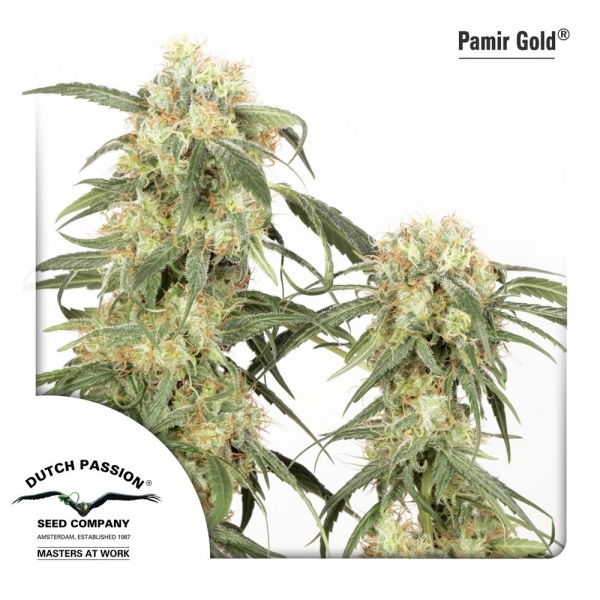 Pamir Gold (Dutch Passion) Feminisoidut