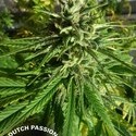 Pamir Gold (Dutch Passion) Feminisoidut