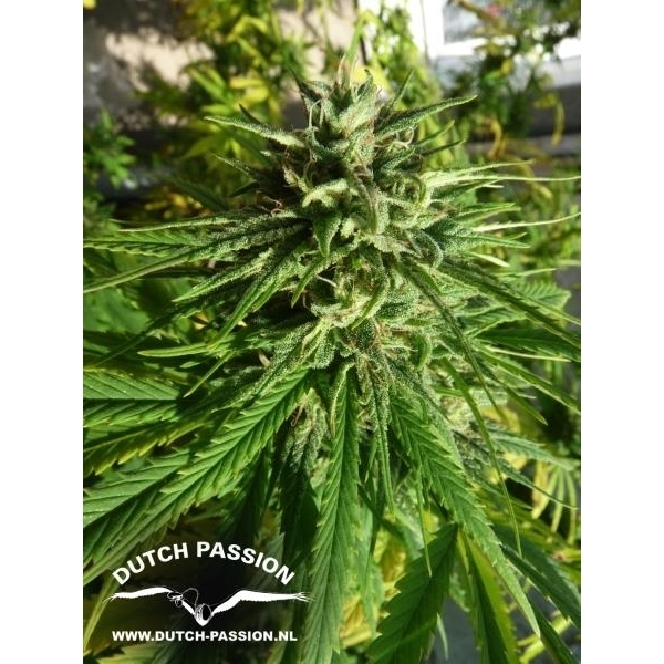 Pamir Gold (Dutch Passion) Feminisoidut