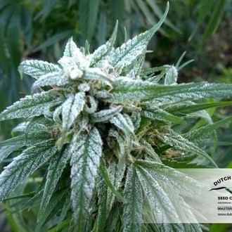 Pamir Gold (Dutch Passion) Feminisoidut