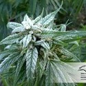 Pamir Gold (Dutch Passion) Feminisoidut